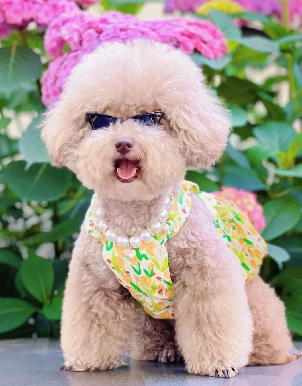 Glasses for dogs and cats